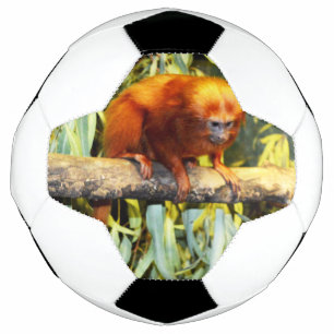 Tamarin Lion Doré Observant, Balle de Football