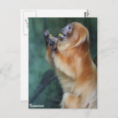 Tamarin Monkey Briefkaart (Voorkant / Achterkant)