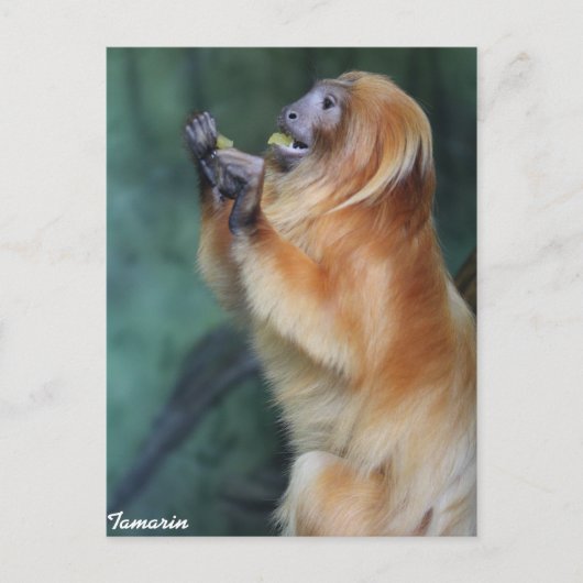 Tamarin Monkey Briefkaart (Voorkant)