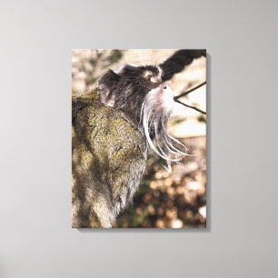 TAMARIN MONKEY CANVAS AFDRUK