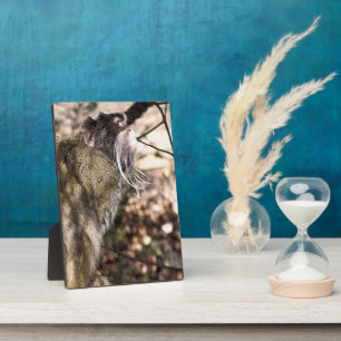 TAMARIN MONKEY FOTOPLAAT