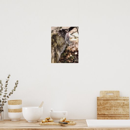 TAMARIN MONKEY POSTER (Keuken)