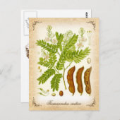 Tamarind -  illustratie briefkaart (Voorkant / Achterkant)