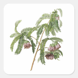 tamarinnebloem door Redouté Vierkante Sticker