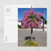 Tamarix-boombloei Briefkaart (Voorkant / Achterkant)