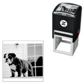 Tampon Auto-encreur chiot blanc et rouge taureau (En situation)