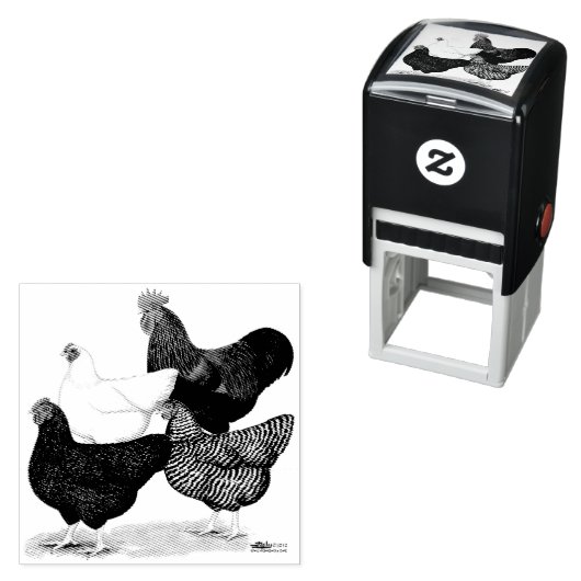 Tampon Auto-encreur Quartier de Plymouth Rock (En situation)