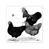 Tampon Auto-encreur Quartier de Plymouth Rock (Design)