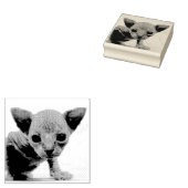 TAMPON CHATON SPHYNX EN CAOUTCHOUC (Tamponné)