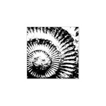 ammonite Whitby