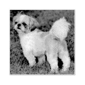 Tampons Encreurs Chih Tzu (Impression)