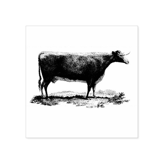 Tampons Encreurs Gravure vintage de vache (Impression)