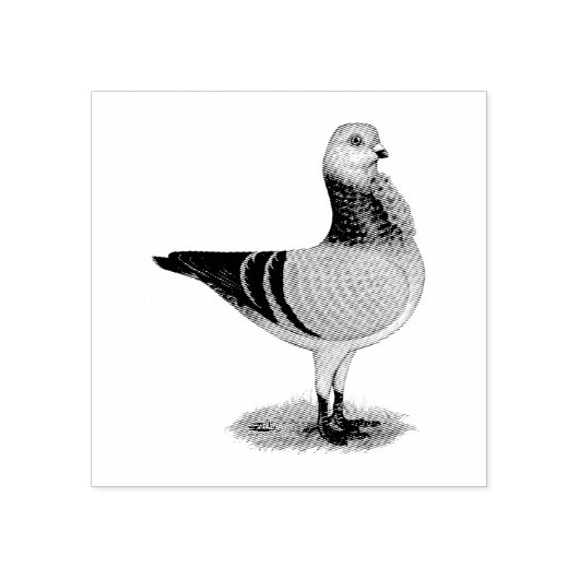 Tampons Encreurs Hibou italien Grizzle Pigeon (Impression)