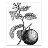 Tampons Encreurs Orange sur branche avec fleurs (Impression)