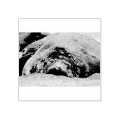 Tampons Encreurs Phoque d'éléphant dormant (Impression)