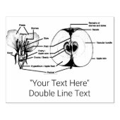 Tampons Encreurs Timbre en caoutchouc d'anatomie personnalisée Appl (Impression)