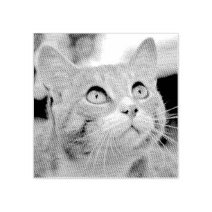 Tampons Encreurs Votre animal de compagnie   Extrait De La Photo   