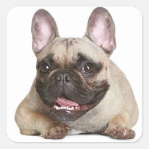 Tan Frans Bulldog Bruin / Zwart Puppy Dog Vierkante Sticker