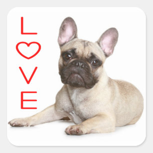 Tan Frans Bulldog Puppy Hond Rood Liefde Vierkante Sticker