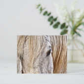 tan grn cheval carte postale (Debout devant)