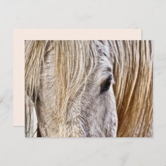 tan grn cheval carte postale (Devant / Derrière)