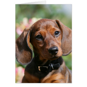 Tan Miniture Dachshund