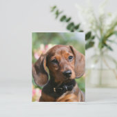 Tan Miniture Dachshund Briefkaart (Staand voorkant)