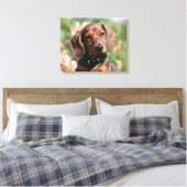 Tan Miniture Dachshund Canvas Afdruk (Insitu (Slaapkamer))