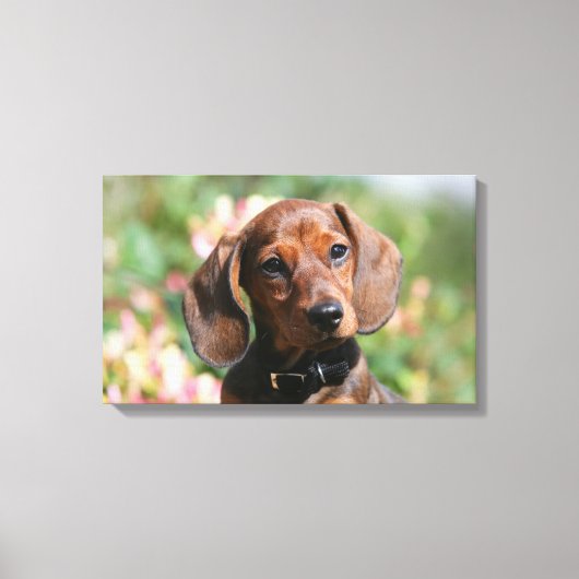 Tan Miniture Dachshund Canvas Afdruk (Voorkant)