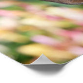 Tan Miniture Dachshund Poster (Hoek)