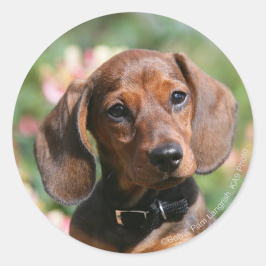 Tan Miniture Dachshund Ronde Sticker (Voorkant)