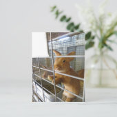 Tan Rabbit Briefkaart (Staand voorkant)