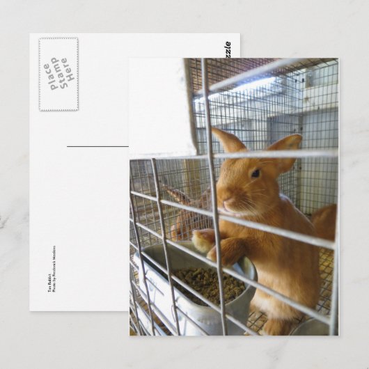 Tan Rabbit Briefkaart (Voorkant / Achterkant)