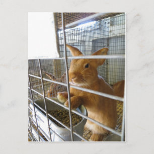 Tan Rabbit Briefkaart