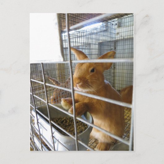 Tan Rabbit Briefkaart (Voorkant)