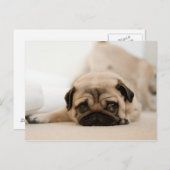 Tan Vrouw Pug Briefkaart (Voorkant / Achterkant)