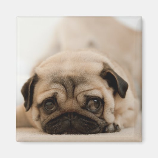 Tan Vrouw Pug Magneet (Voorkant)