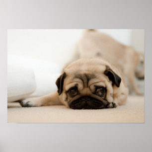 Tan Vrouw Pug Poster