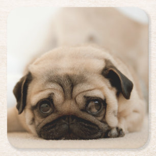 Tan Vrouw Pug Vierkante Kartonnen Onderzetter