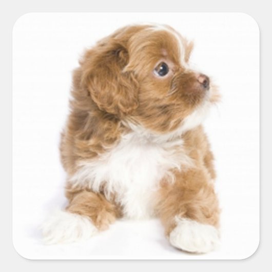 Tan & White Havanese Puppy Dog Sticker (Voorkant)