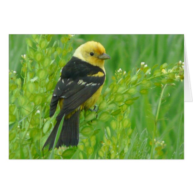Tanager occidental (Devant horizontal)