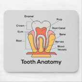Tandanatomiegrafiek Muismat (Voorkant)