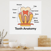 Tandanatomiegrafiek Poster (Keuken)