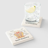 Tandanatomiegrafiek Stenen Onderzetter (Zijkant)