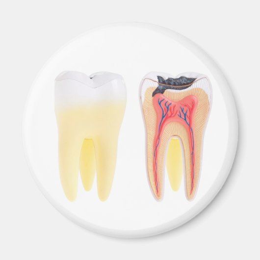Tanden Anatomie Magneet (Voorkant)