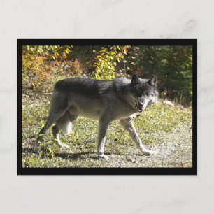 "Tandjes" Post Kaart