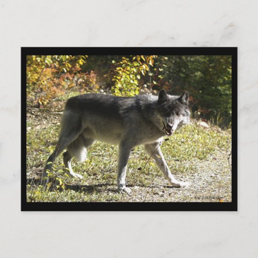 "Tandjes" Post Kaart (Voorkant)