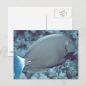 Tang Fish Briefkaart (Voorkant / Achterkant)