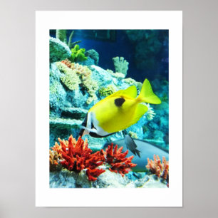 Tang tropische vissen poster