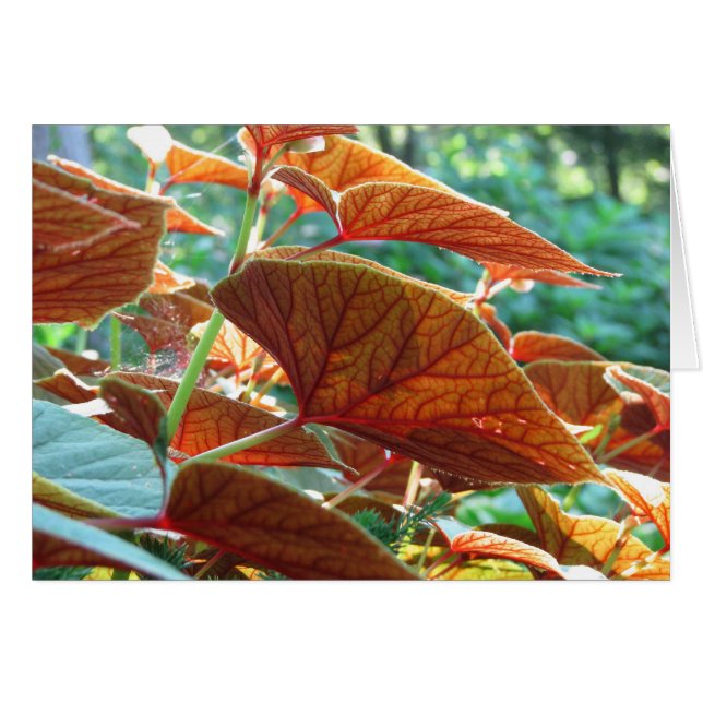 Tangé (Devant horizontal)